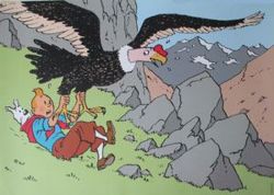 Afbeeldingen van Condor